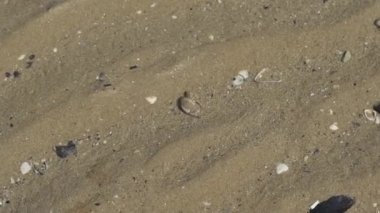 Akdeniz sahillerinde keşiş yengeci