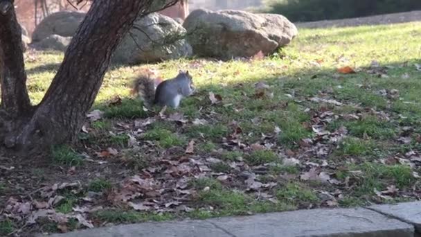 Gray Squirrel Running Undergrowth Pine Needles Pellerina Park Turin Italy — Stockvideo