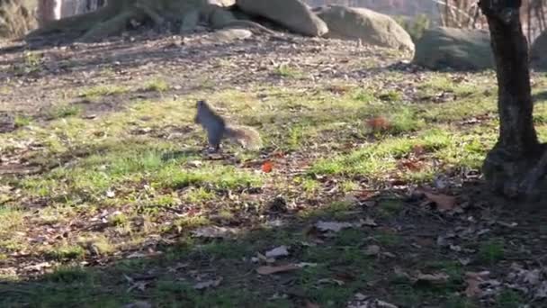 Γκρι Σκίουρος Που Τρέχει Κάτω Από Την Ανάπτυξη Των Πευκοβελόνες — Αρχείο Βίντεο