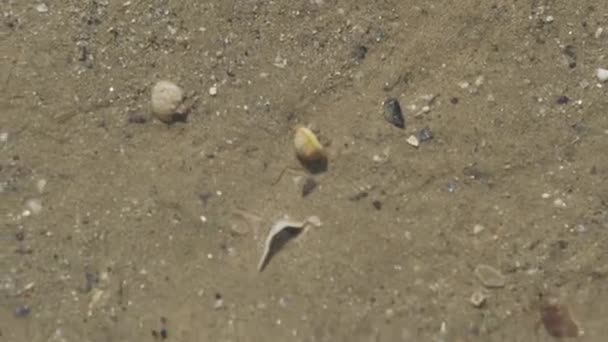 在地中海海滩上隐居的螃蟹 — 图库视频影像
