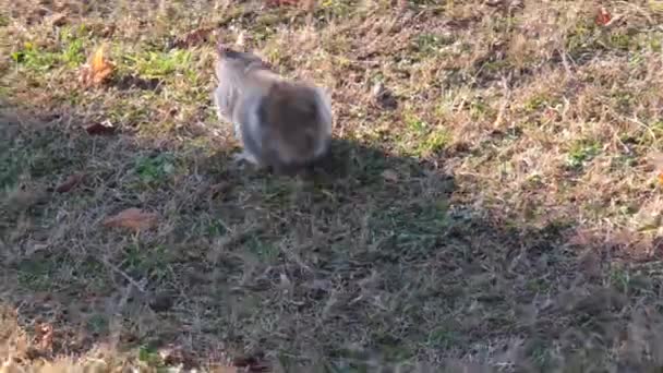 Gray Squirrel Running Undergrowth Pine Needles Pellerina Park Turin Italy — стоковое видео