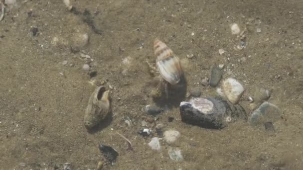 Ερημίτης Καβούρι Στην Παραλία Της Μεσογείου — Αρχείο Βίντεο