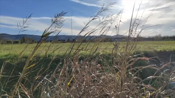 Long Stalks Grass Yellowed Sun Move Wind — Vídeo de Stock