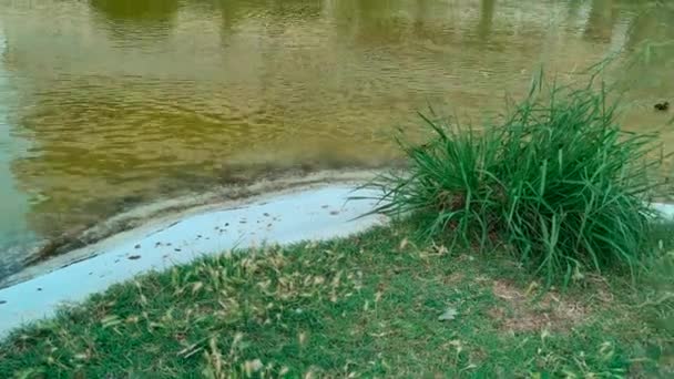 Mallard Chicks Artificial Pond Swim — Stok Video
