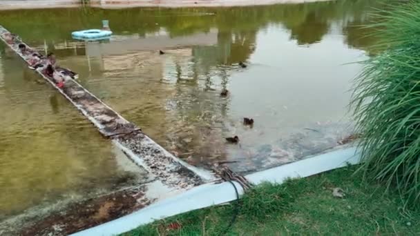 Pintos Reais Lagoa Artificial Nadar — Vídeo de Stock
