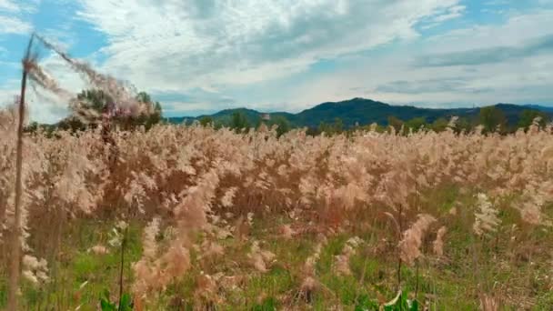 Long Stalks Grass Yellowed Sun Move Wind — Vídeo de Stock