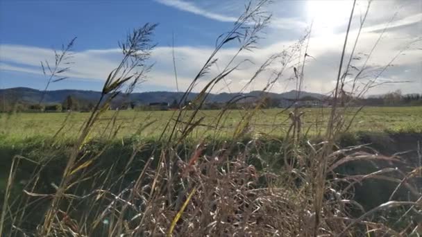Long Stalks Grass Yellowed Sun Move Wind — стоковое видео