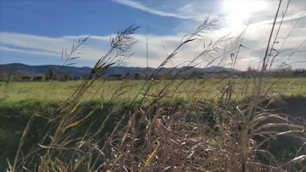 Long Stalks Grass Yellowed Sun Move Wind — стоковое видео