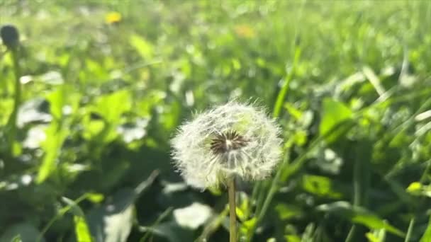 Dandelion Flower Blown Wind High Quality Footage — стоковое видео