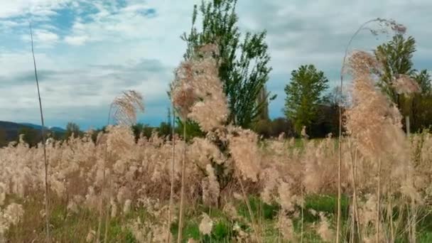 Long Stalks Grass Yellowed Sun Move Wind — Stock video
