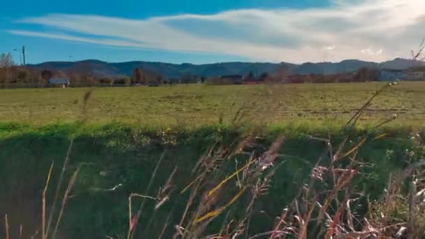 Long Stalks Grass Yellowed Sun Move Wind — Vídeo de Stock