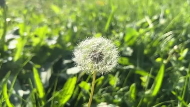 Dandelion Flower Blown Wind High Quality Footage — Vídeo de Stock
