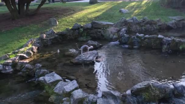 Stream Garden Valentino Park Turin Italy — Stockvideo