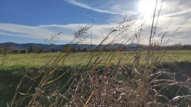 Long Stalks Grass Yellowed Sun Move Wind — Stock video