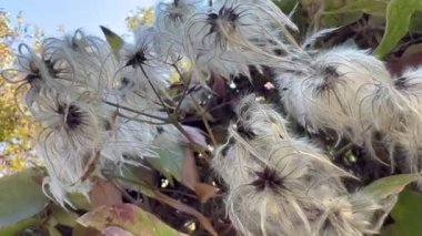 Ağaçtaki Clematis sirozu tohumları