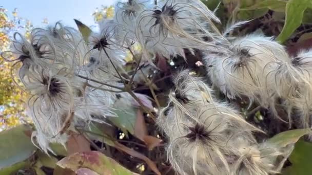 Ağaçtaki Clematis Sirozu Tohumları — Stok video