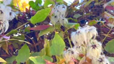 Ağaçtaki Clematis sirozu tohumları