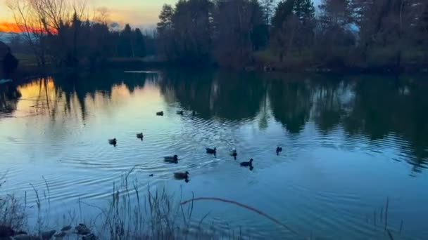 Mallards Νεοσσούς Ηλιοβασίλεμα Μια Λίμνη Του Πάρκου Pellerina Στο Τορίνο — Αρχείο Βίντεο