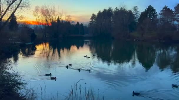 在都灵Pellerina公园的一个池塘里 一只野鸭在日落时分和小鸡在一起 高质量的4K镜头 — 图库视频影像