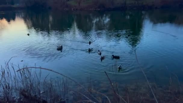 Mallards Chicks Sunset Pond Pellerina Park Turin High Quality Footage — стоковое видео