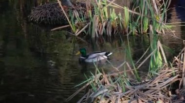 Erkek yaban ördeği Torino 'daki Pellerina parkında yüzer.
