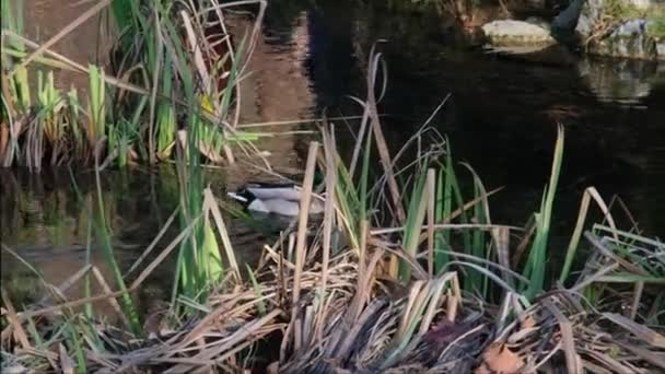 トリノのペレリーナ公園の池でオスのマガモが泳ぐ — ストック動画