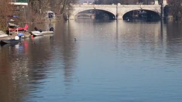 River Turin Birds Flying River Gulls Ducks Grebes — стоковое видео