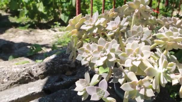 Large Succulent Plant Pot Sunlight — Video Stock