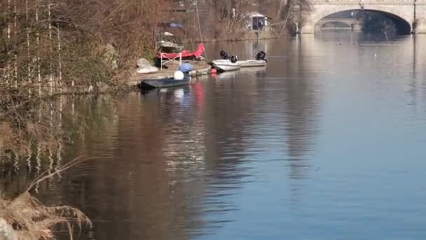 River Turin Birds Flying River Gulls Ducks Grebes — Stock Video