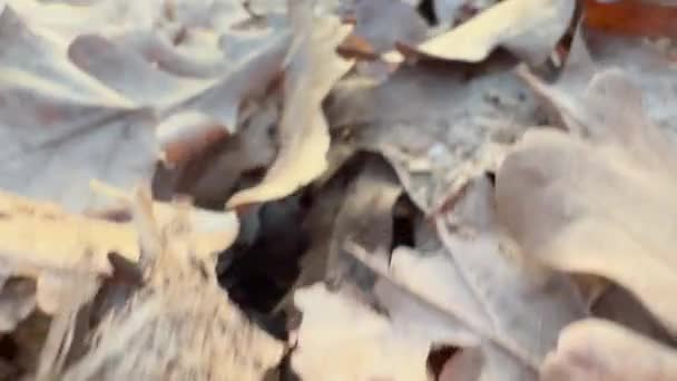 秋天干燥的橡树叶 — 图库视频影像