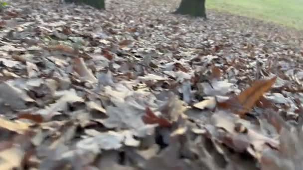 秋にカシの葉を乾燥 — ストック動画