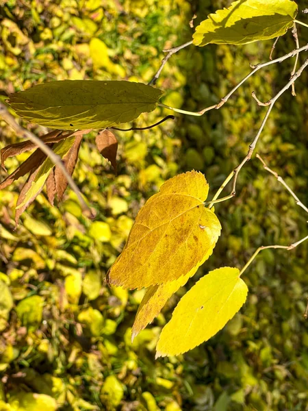 Leaves Browned Autumn Branch High Quality Photo — Foto Stock
