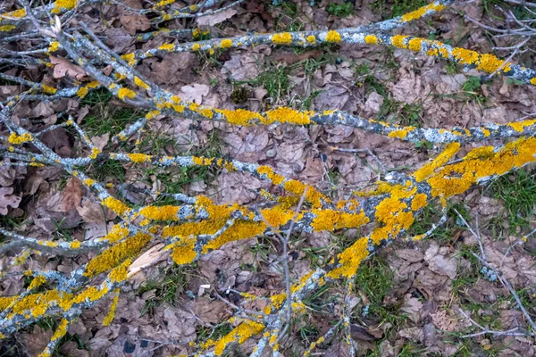 Fallen Branch Covered Moss Lichen Mediterranean Scrub High Quality Photo — Fotografia de Stock