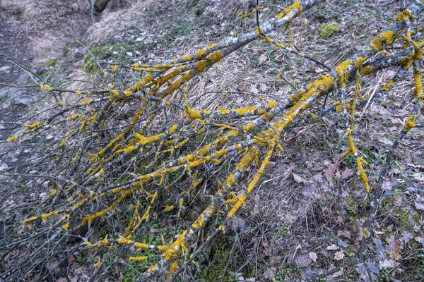 Branche Tombée Couverte Mousse Lichen Dans Maquis Méditerranéen Photo Haute — Photo
