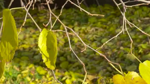 Hojas Amarillentas Otoño Las Ramas — Vídeos de Stock