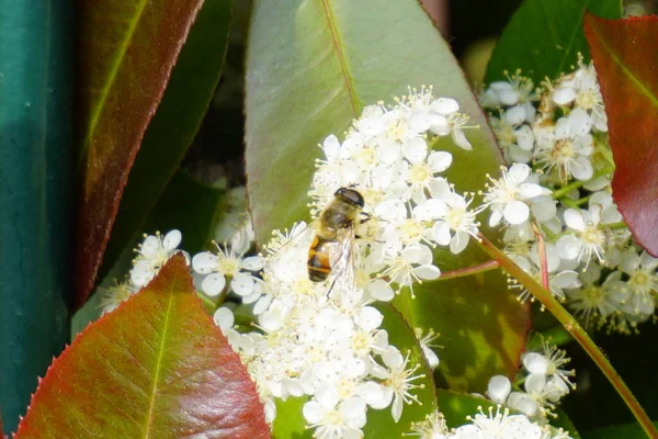 Biene Fliegt Über Weiße Blüten Bestäuben Hochwertiges Foto — Stockfoto