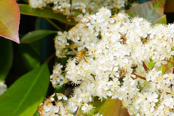 Bee Flies White Flowers Pollinate High Quality Photo — Stock Photo, Image