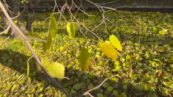 Leaves Yellowed Autumn Branches — Stok video