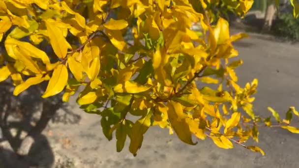 Leaves Yellowed Autumn Branches — Stockvideo