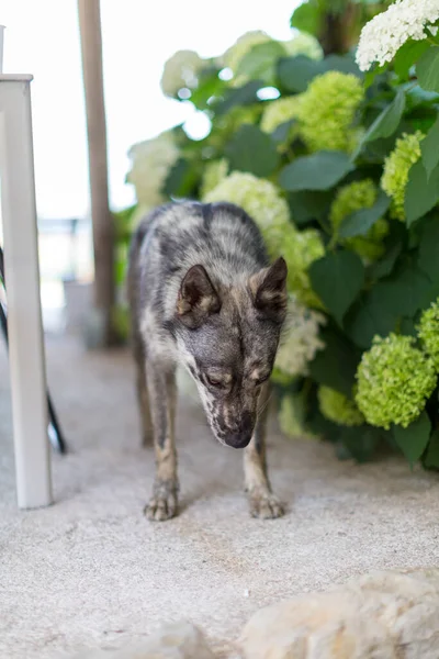 Australian Shepherd Dog Garden High Quality Photo — ストック写真