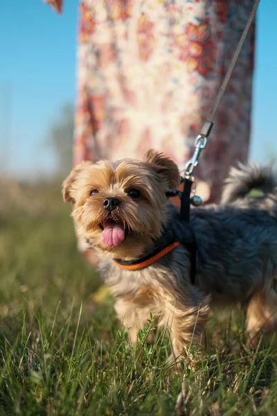 yorkshire dog attacked at sunset close-up. High quality photo