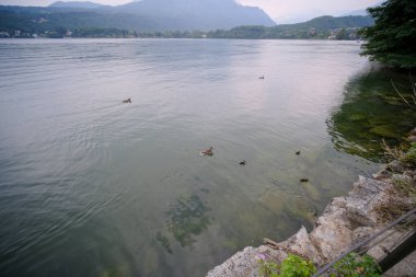 mallards with chicks at sunset in Avigliana Lake Turin. High quality photo
