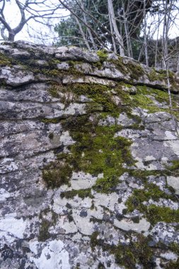 Yosun ve yosunlu antik taş duvar. Yüksek kalite fotoğraf