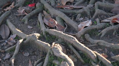 Kamu parkındaki ağacın dış kökleri. Yüksek kalite fotoğraf