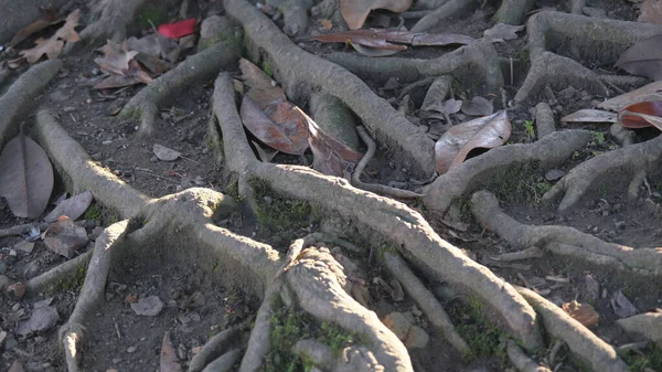 Racines Extérieures Arbre Dans Parc Public Photo Haute Qualité — Photo