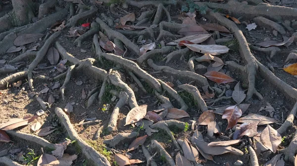 Raíces Aire Libre Del Árbol Parque Público Foto Alta Calidad —  Fotos de Stock