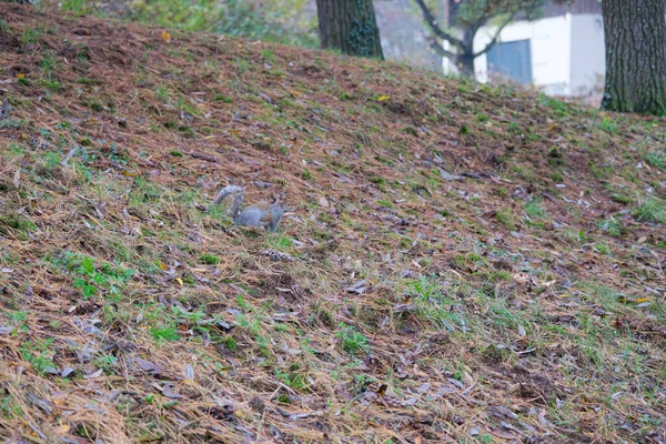 다람쥐는 이탈리아의 공원에서 소나무 바늘의 덤불에서 뛰놀고 고품질 — 스톡 사진