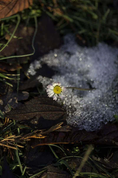Fleur Marguerite Précoce Germant Dans Neige Photo Haute Qualité — Photo