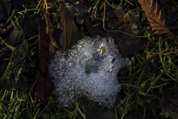 Sněhu Raší Ranní Květinka Kvalitní Fotografie — Stock fotografie
