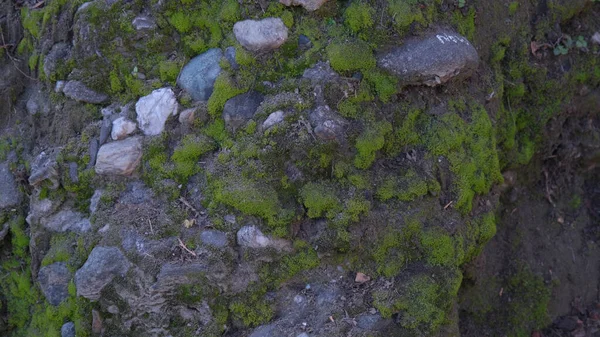 Parede Pedra Velha Coberta Com Musgo Verde Foto Alta Qualidade — Fotografia de Stock